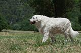 GOLDEN RETRIEVER 1175